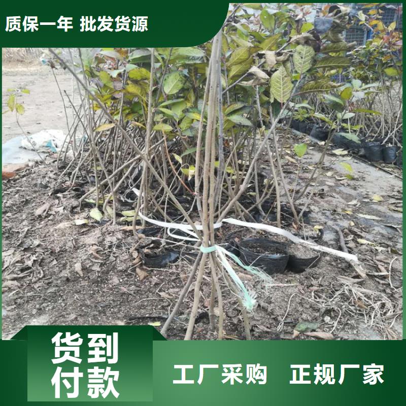 北美冬青草莓苗厂家直销安全放心当地货源