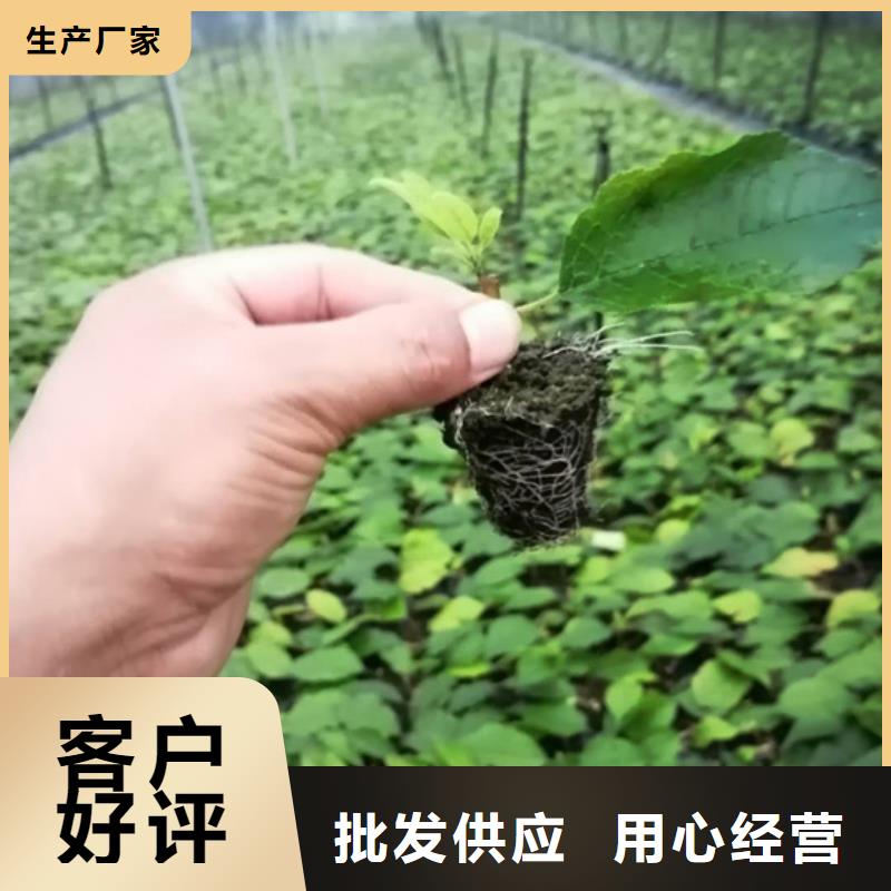 北美冬青石榴树苗核心技术附近供应商