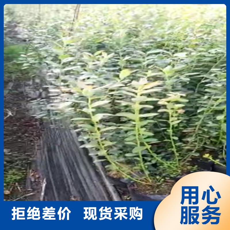 蓝莓苗-【樱桃苗】量大更优惠当地厂家