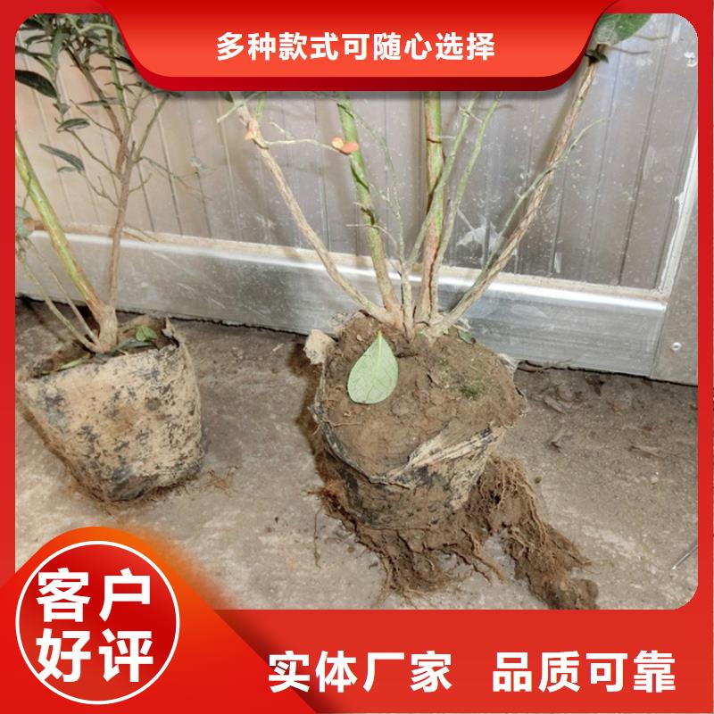 蓝莓苗【猕猴桃苗】质量好当地生产商