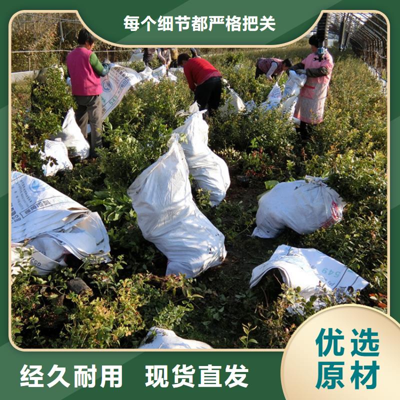 蓝莓苗樱桃苗厂家直销大量现货本地制造商