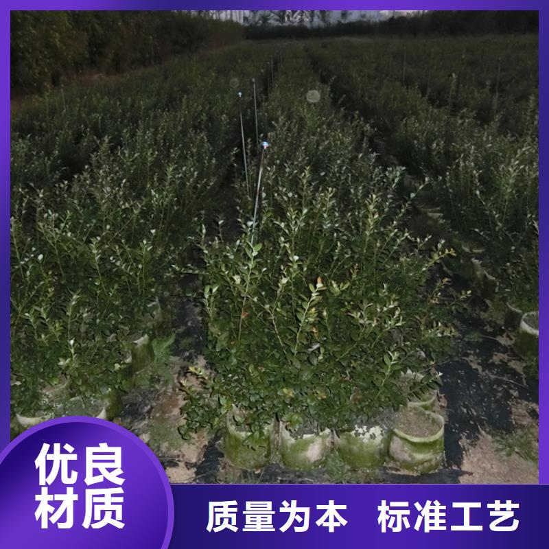 蓝莓苗_石榴苗符合行业标准自有厂家