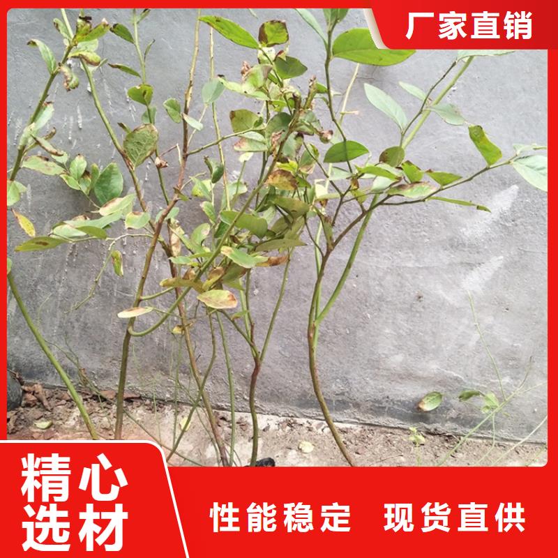 【蓝莓苗】_苹果苗匠心制造当地生产厂家