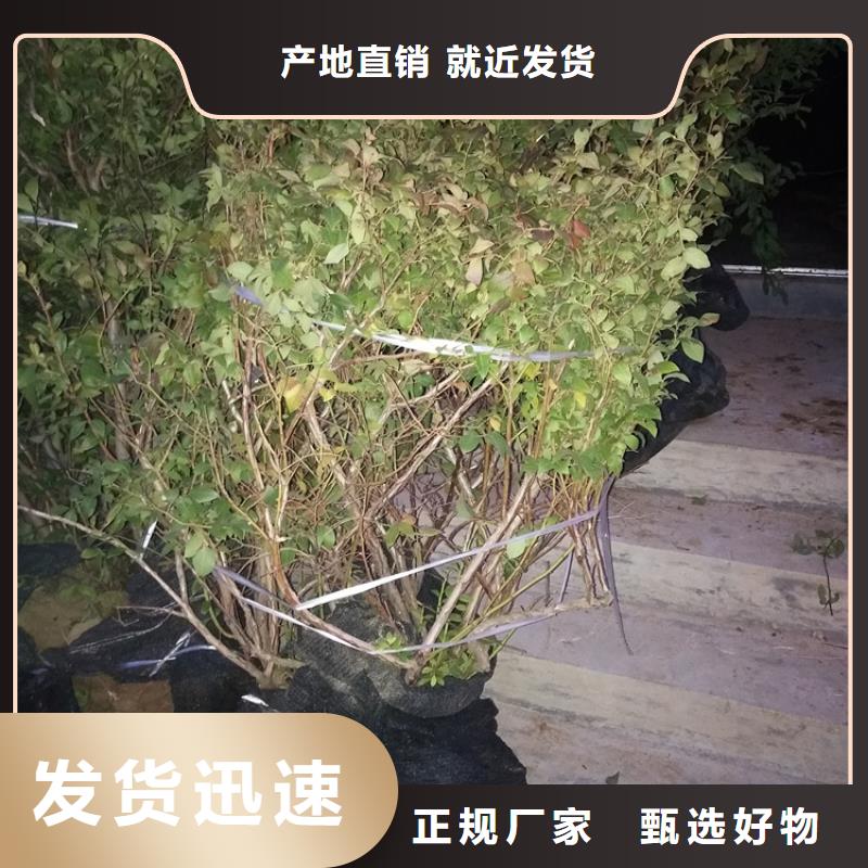 蓝莓苗,桃树苗现货直供高品质现货销售