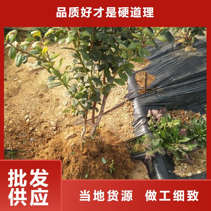 【蓝莓苗_苹果苗当地货源】工厂自营