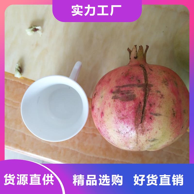 石榴无花果苗价格透明打造好品质