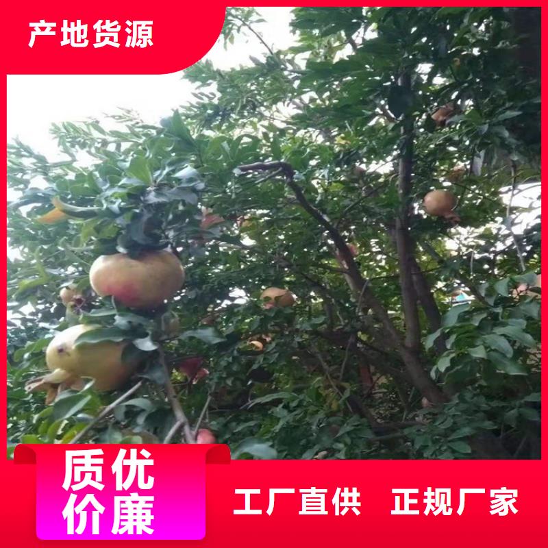 石榴【蓝莓苗】经销商质量牢靠