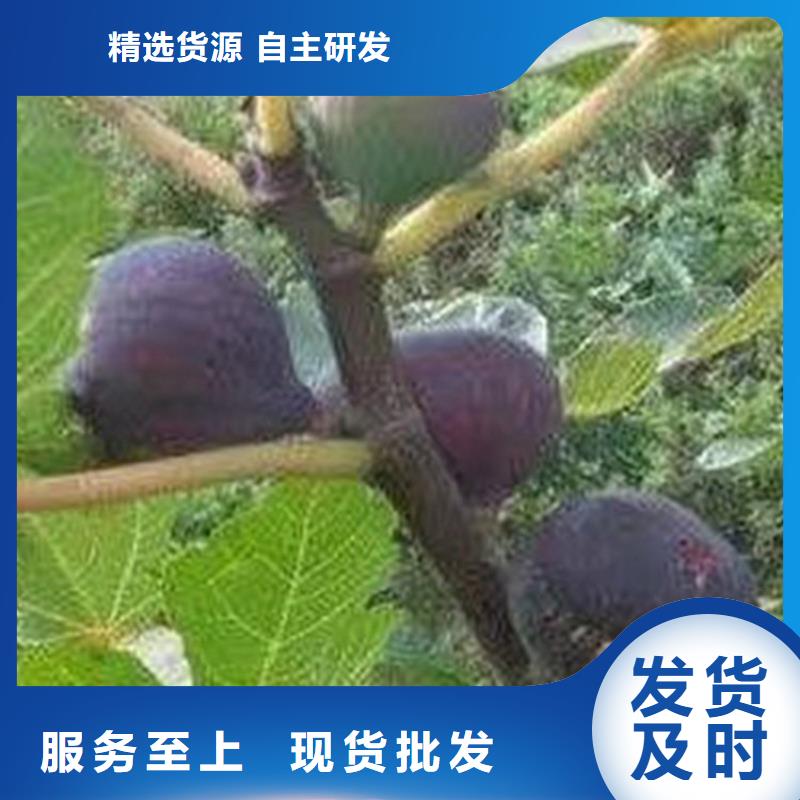 无花果葡萄苗可零售可批发根据要求定制