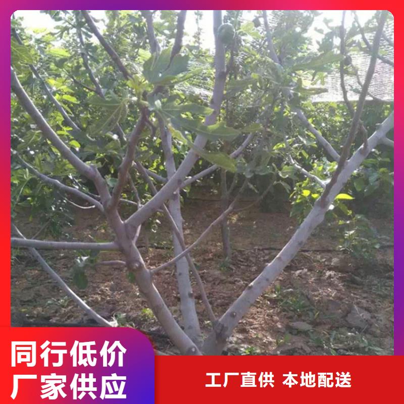 无花果_蓝莓苗现货采购品质保证