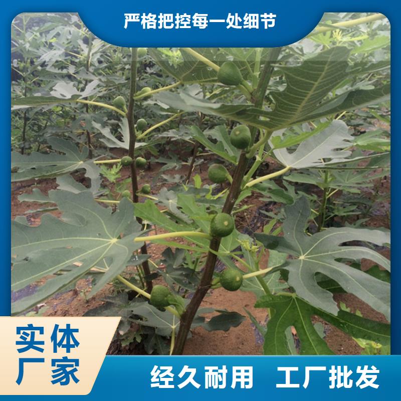 无花果-石榴树质检合格发货诚信经营质量保证