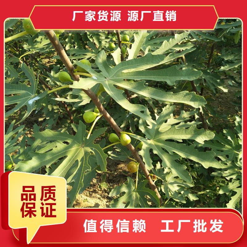 无花果-樱桃苗诚信经营质量保证正规厂家