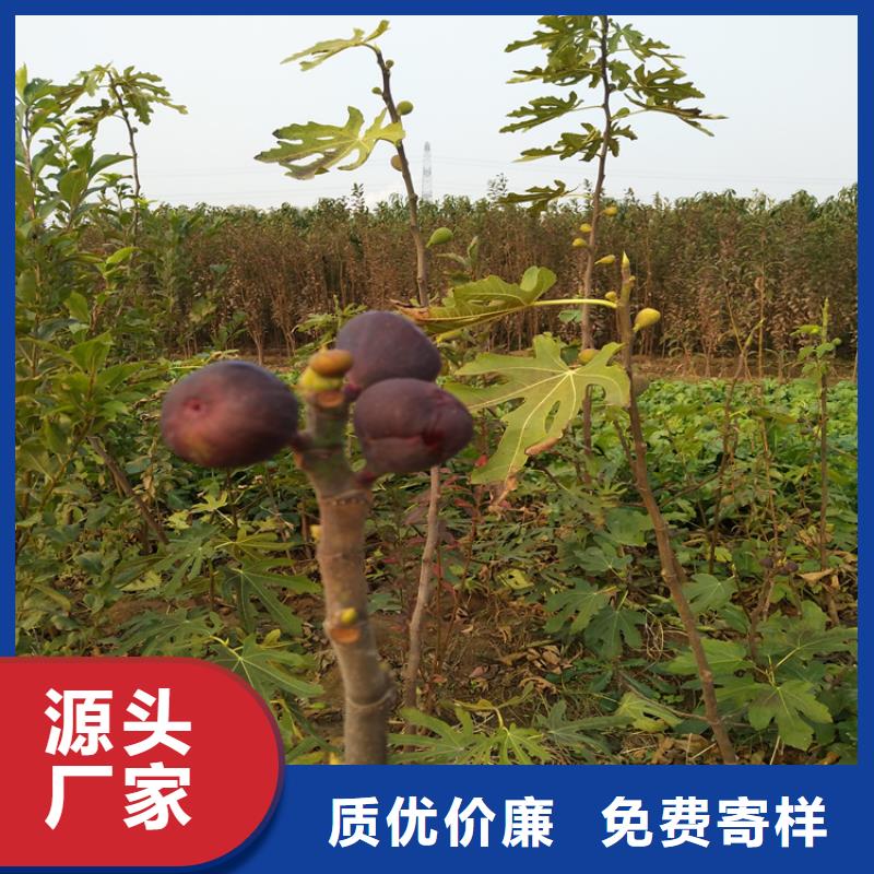 【无花果-葡萄苗工厂自营】同城公司