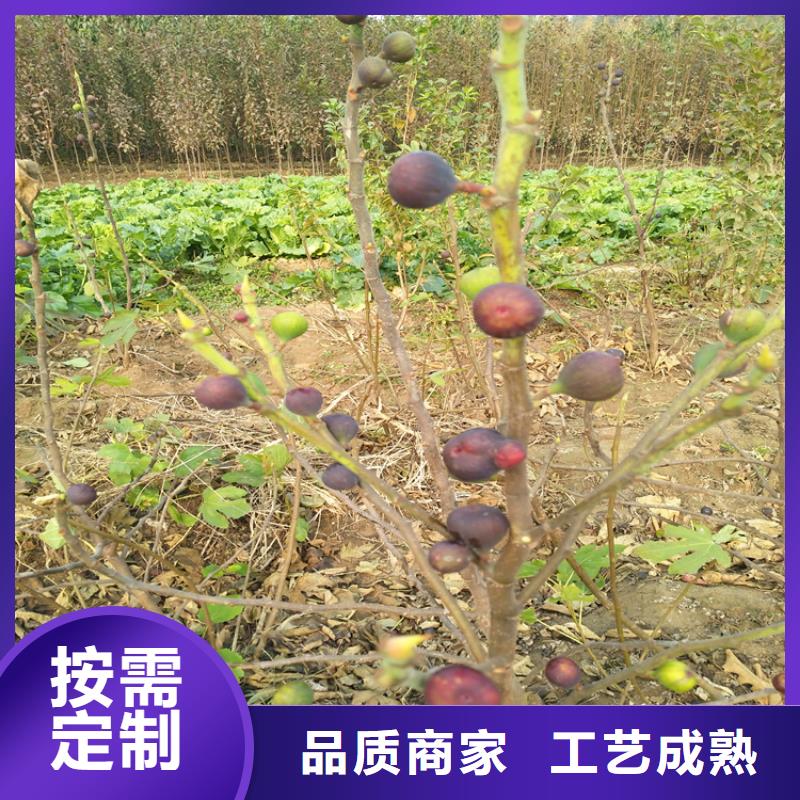 【无花果】樱桃苗用的放心支持货到付清