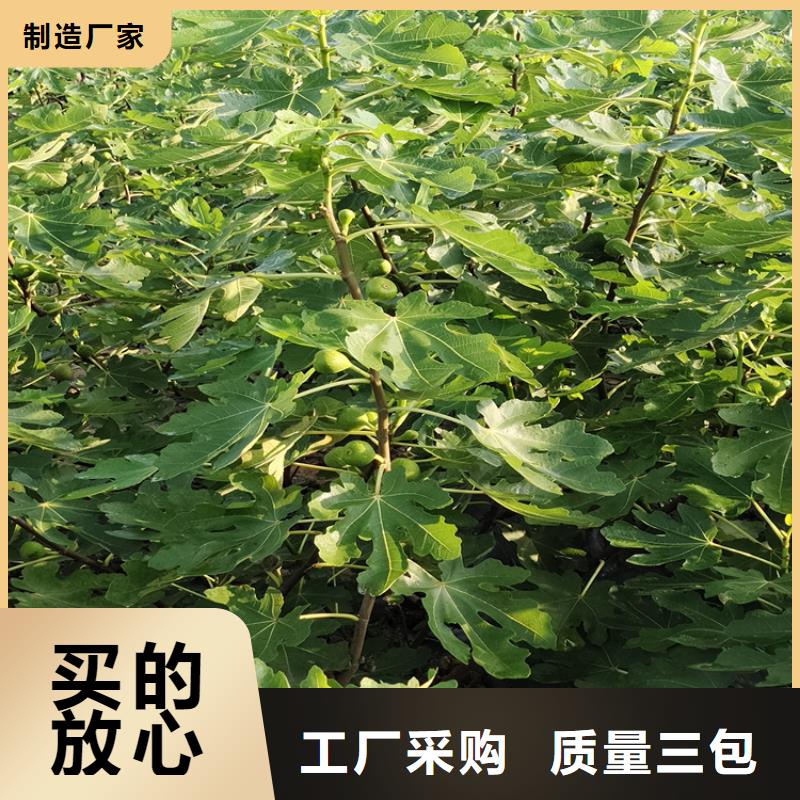 无花果苹果苗专业生产品质保证严选用料