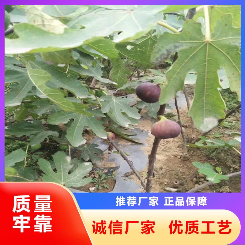 无花果,【蓝莓苗】现货销售优质工艺