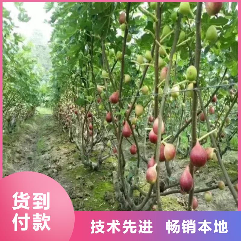 【无花果】樱桃苗货源直销严格把关质量放心