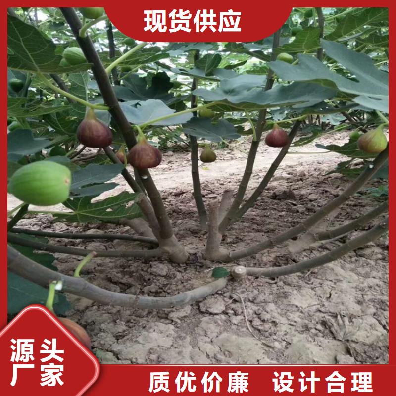 无花果梨树苗随心所欲定制源头厂源头货