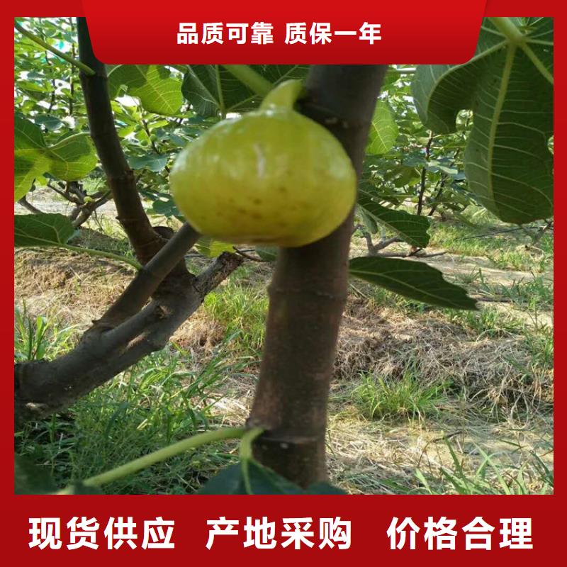 无花果石榴树实力大厂家好货直销