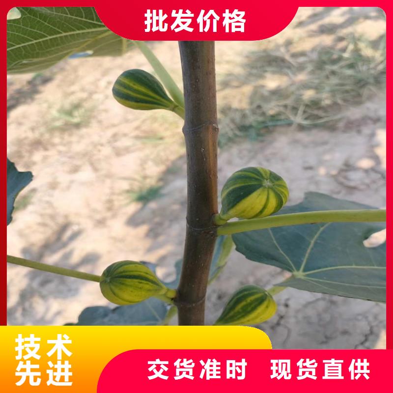 【无花果】蓝莓苗材质实在品牌大厂家