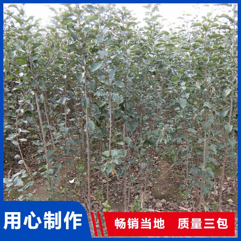 【苹果苹果苗按需定做】源头工厂量大优惠