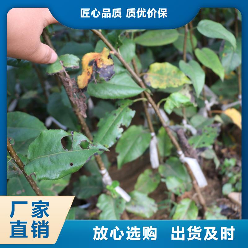 【苹果-梨树苗制造厂家】厂家工艺先进