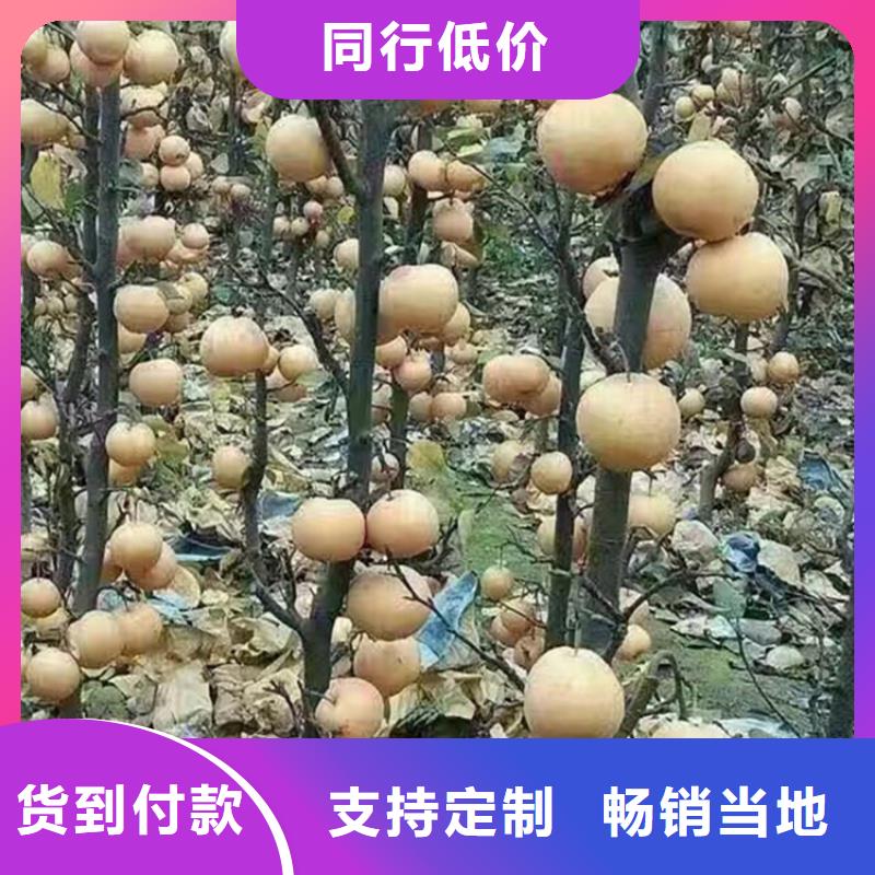 梨树桃树苗一站式采购商同城品牌