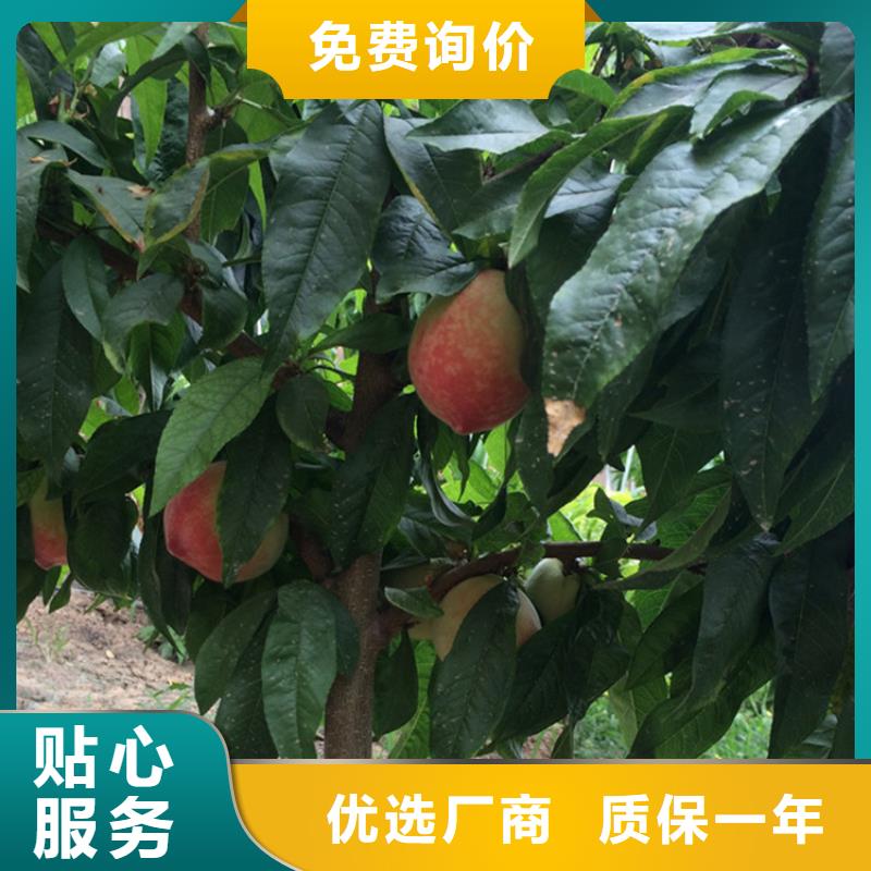 【桃】-无花果苗48小时发货大量现货