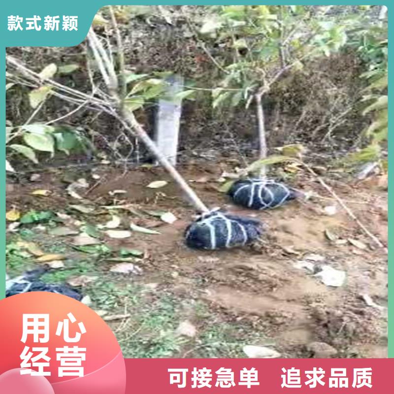 李子无花果苗厂家定制好品质经得住考验