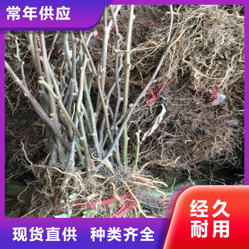 【猕猴桃-无花果苗品质商家】工厂现货供应