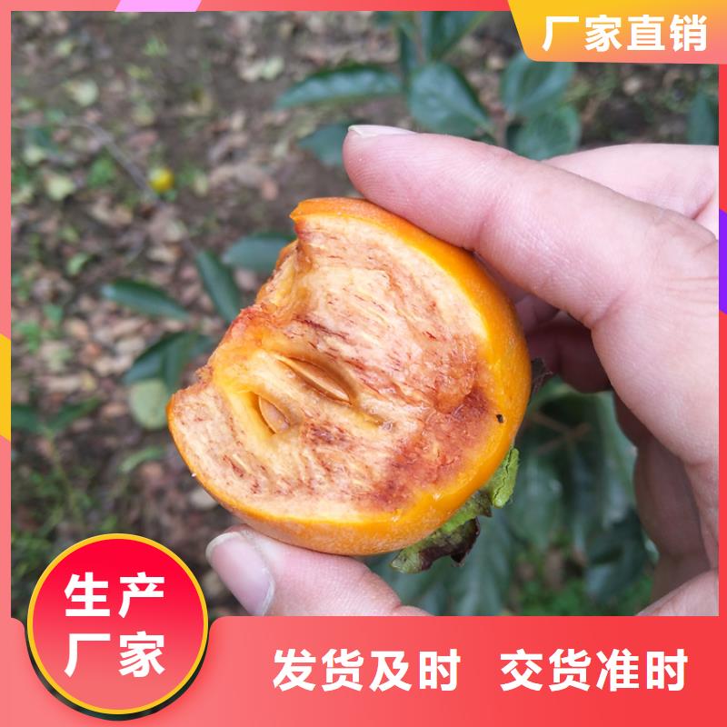 柿子苹果苗专注生产制造多年专业生产团队