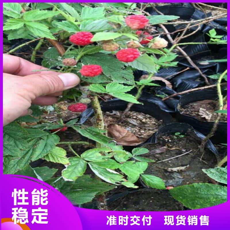 【树莓】葡萄苗款式新颖支持大小批量采购