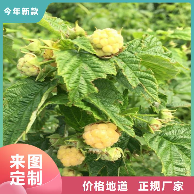 树莓【桃树苗】实力工厂支持定制贴心售后