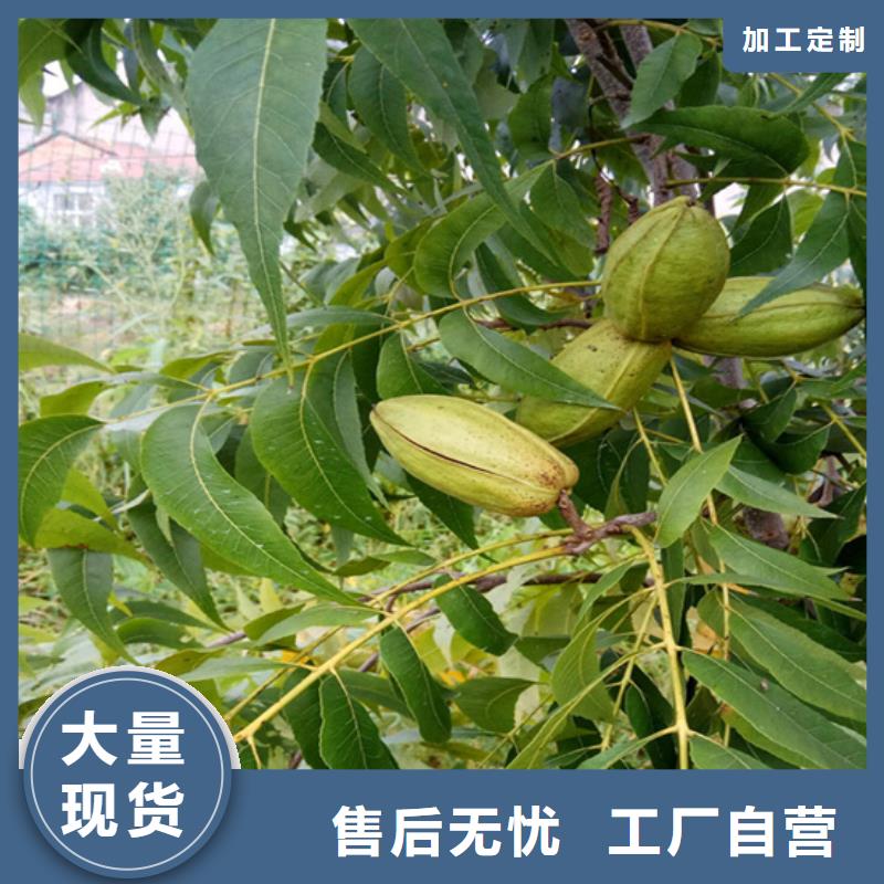 【碧根果-无花果苗加工定制】厂家直发