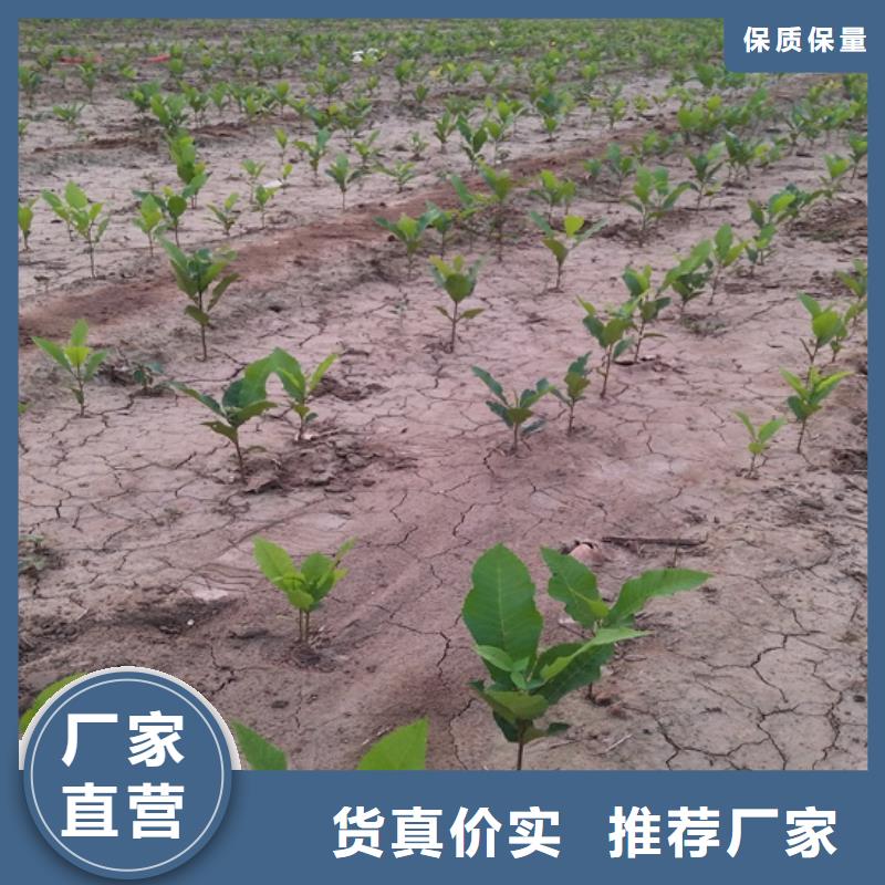 碧根果樱桃苗不只是质量好本地品牌