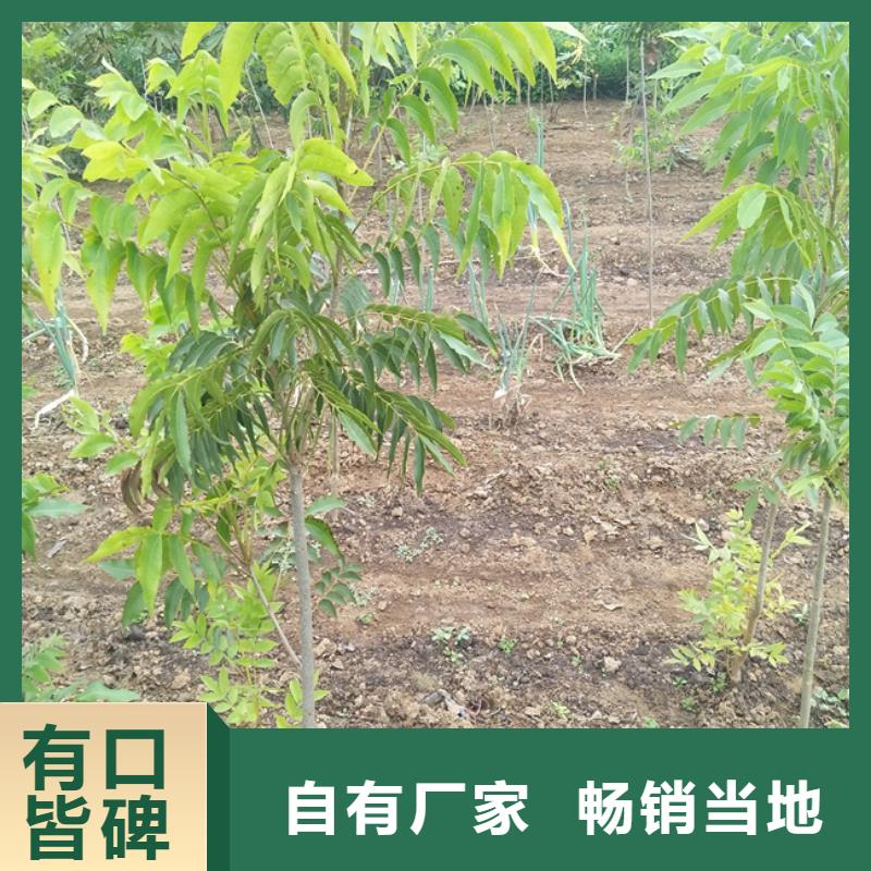 碧根果_【蓝莓苗】库存齐全厂家直供本地货源