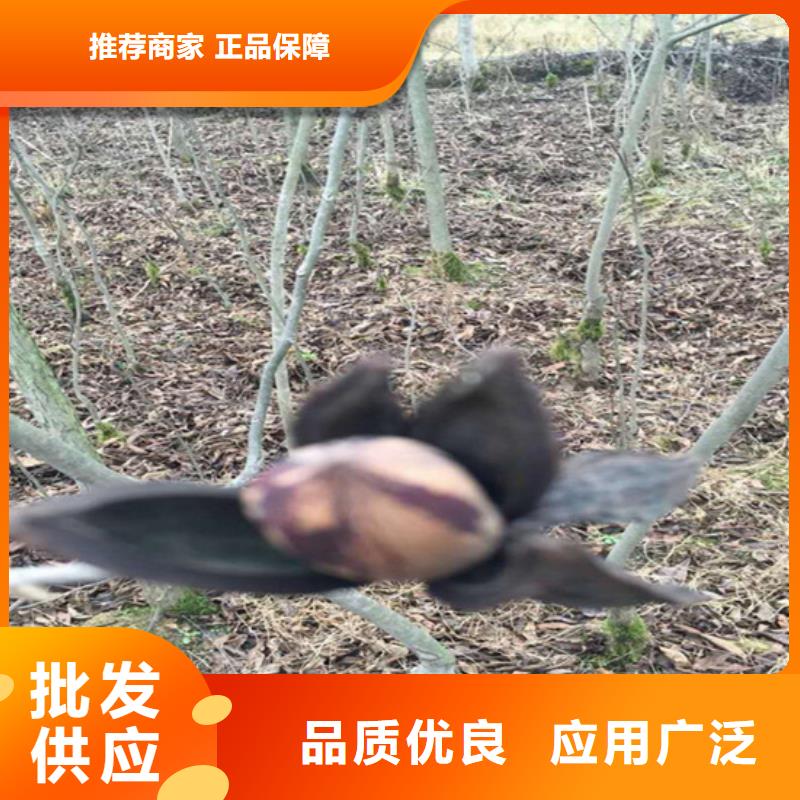 【碧根果】无花果苗定制销售售后为一体认准大品牌厂家