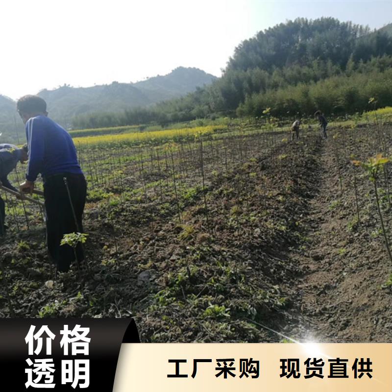 碧根果板栗苗全品类现货厂家大量现货