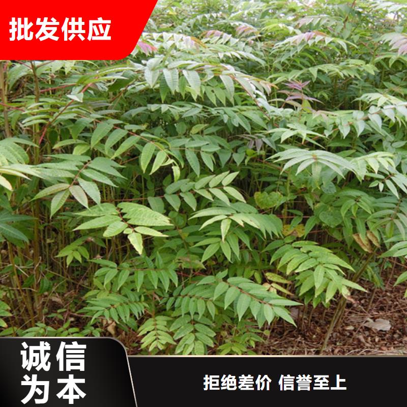 香椿,杏树苗源头厂家量大价优同城货源