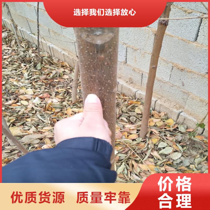 香椿_樱桃苗诚信经营质量保证附近品牌