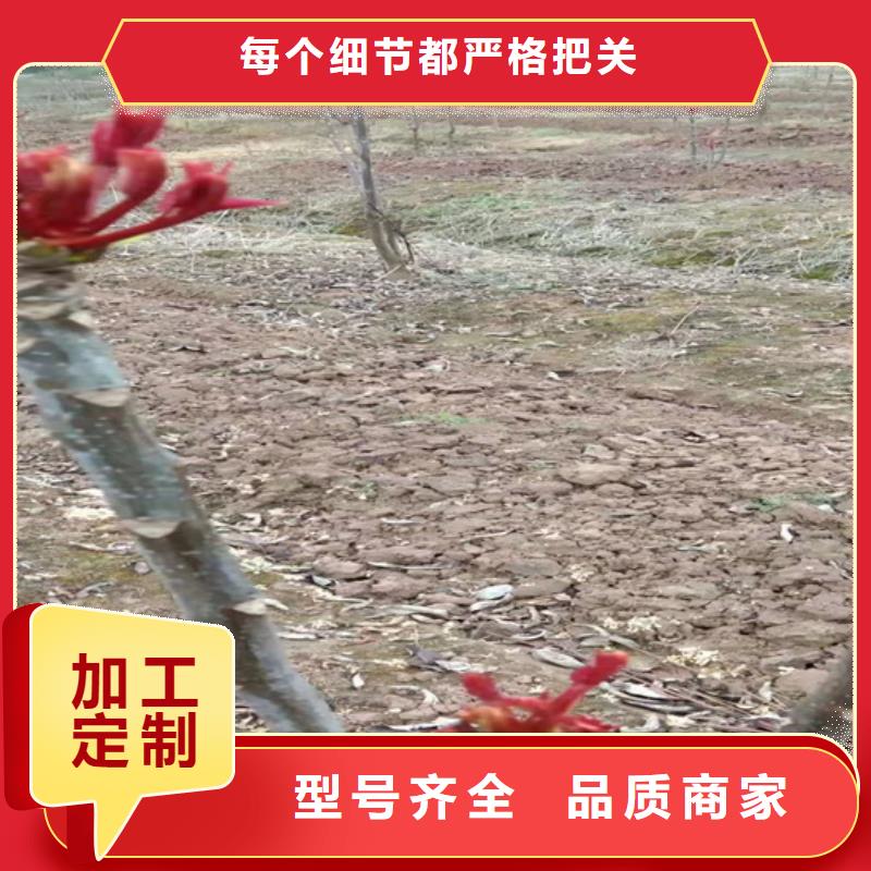 香椿蓝莓苗专注生产制造多年当地服务商