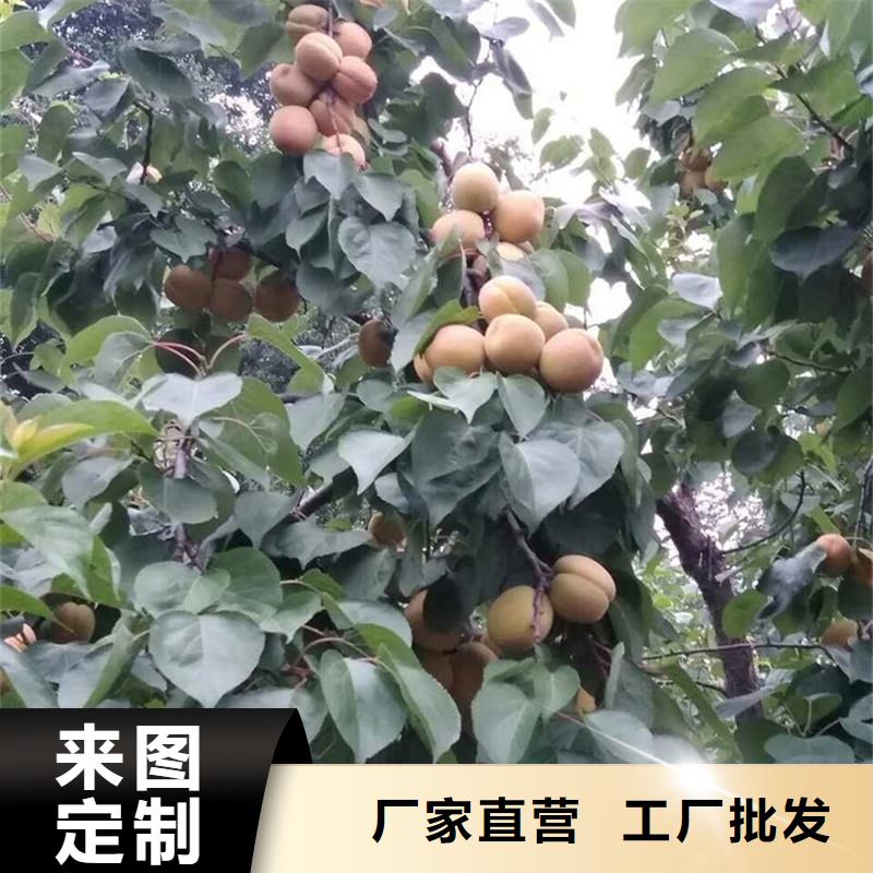 杏_奶油草莓品质优良附近生产厂家