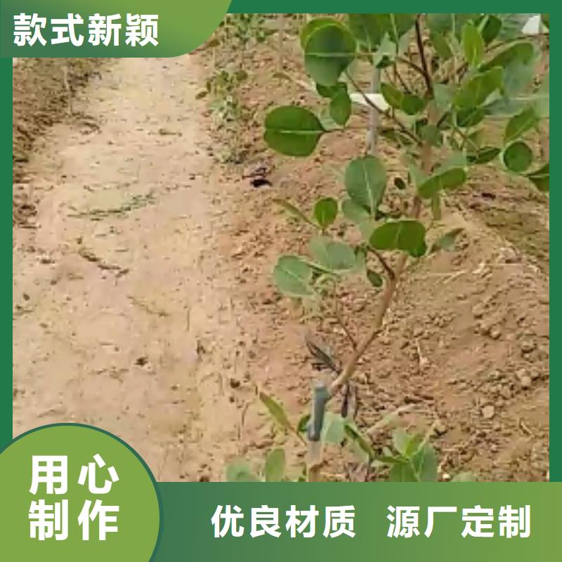 【开心果】梨树苗免费询价厂家质量过硬