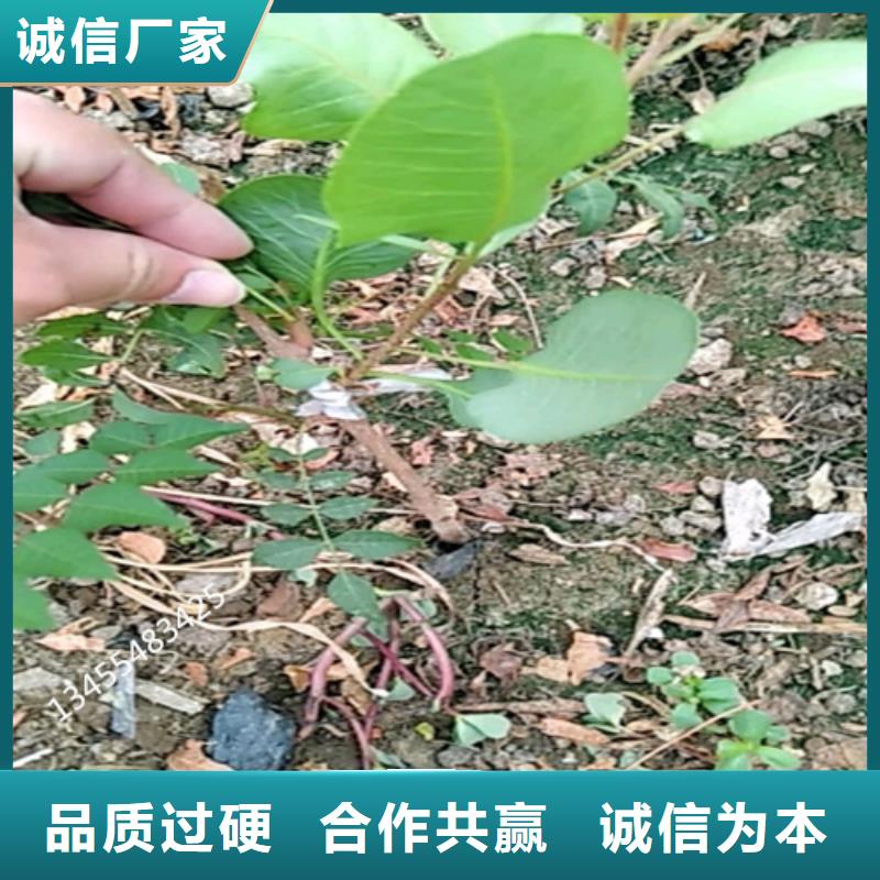 开心果苹果苗细节决定成败一站式采购