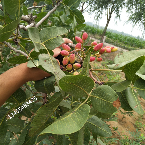 开心果苗运城根系发达专注质量