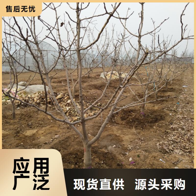 开心果根系发达巢湖品种全