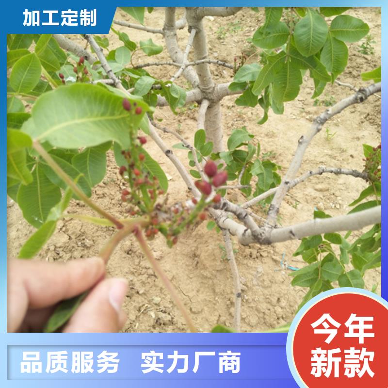 【开心果】梨树苗库存量大本地厂家