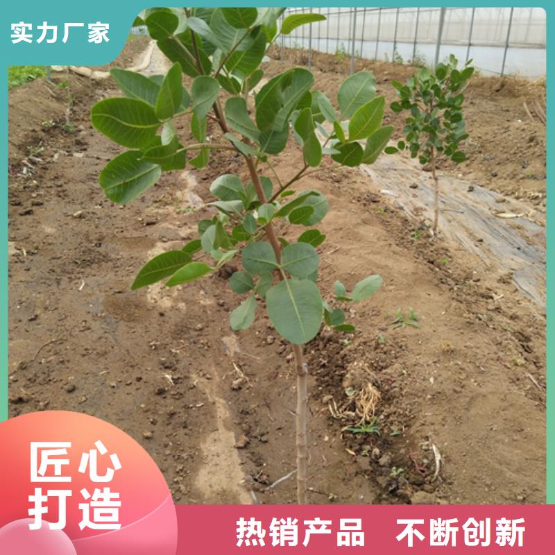 开心果苗种植基地朝阳量大从优