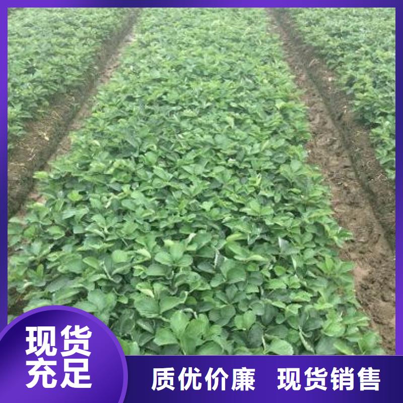 香蕉草莓苗认准实力工厂当地制造商