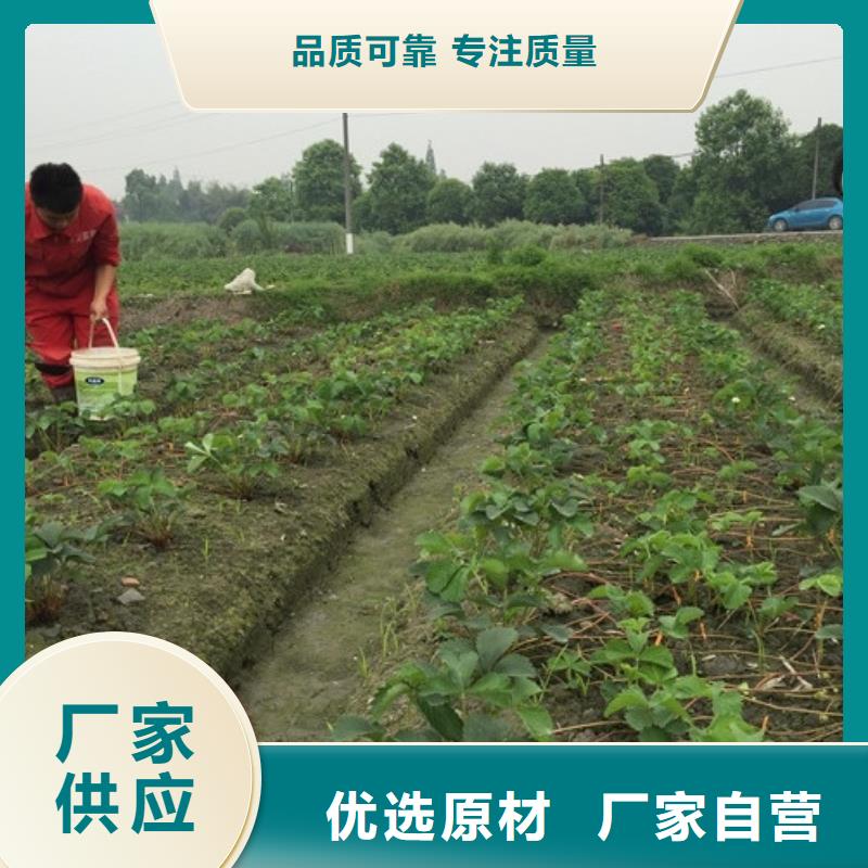 草莓苗【蓝莓苗】加工定制详细参数