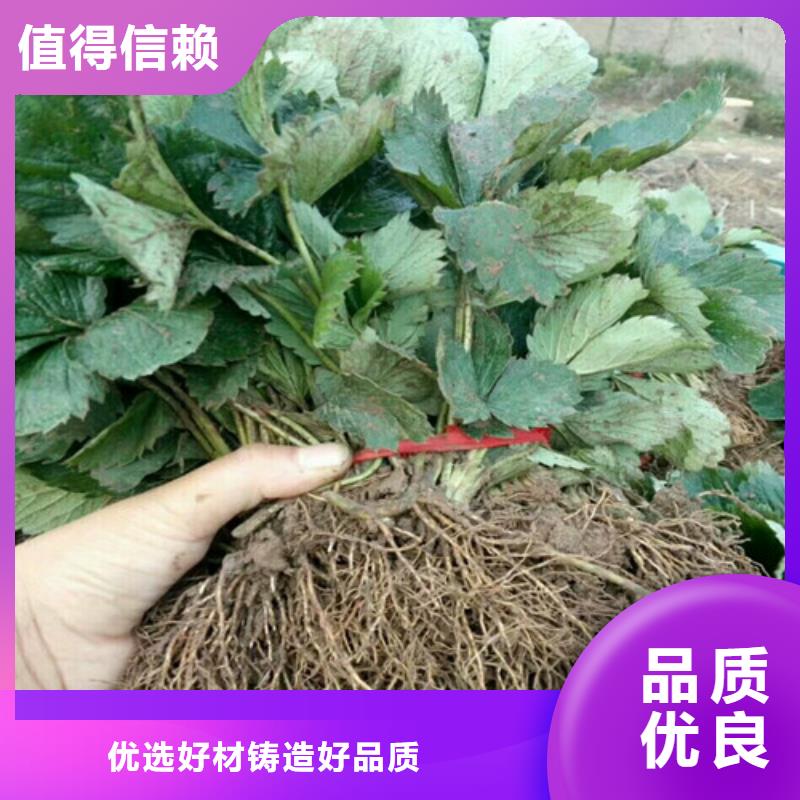 草莓苗品种种植条件大库存无缺货危机